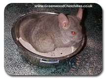 Chinchilla in Sand Bath